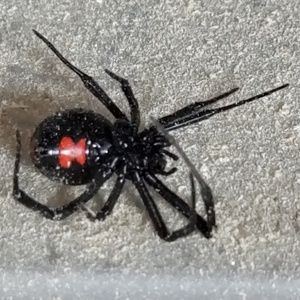 Meet your Posher, Damon